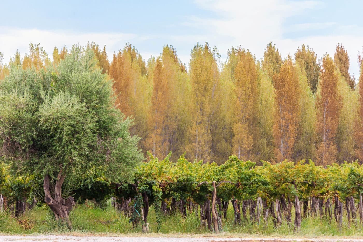 Viñedo y arboleda en otoño