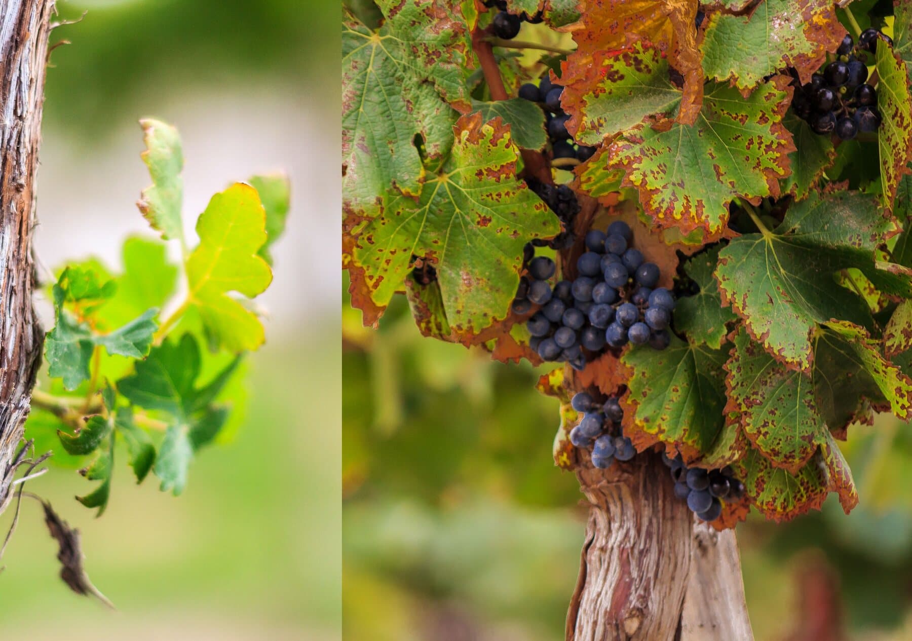 Viñedo propio con Malbec y otras variedades